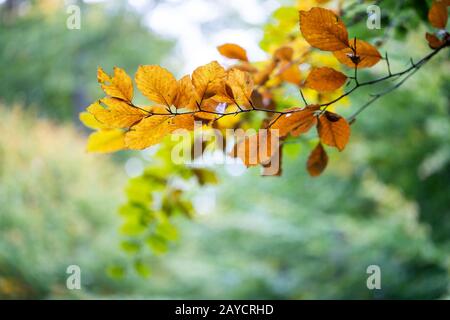 Bunte Blätter im Herbst vor unscharfen Hintergrund Stockfoto