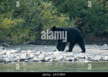 Amerikanisch, Bär (Ursus Americanus), Crescent Wiese Trail, Sequoia