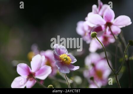 Chinesische Anemone oder japanische Anemone, Thimbleweed oder Windblume (Anemone hupehensis) Stockfoto