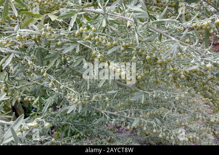 absinth-wurmholz (Artemisia absinthium) - Zweige mit gelben Blumen Stockfoto