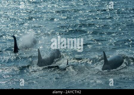 Eine Schote von Killerwalen oder Orcas (Orcinus Orca), die in der Chatham Strait, Alaska, USA, schwimmen. Stockfoto