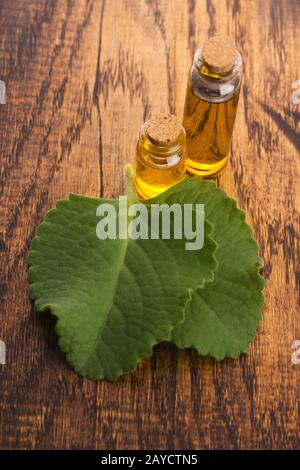 Plectranthus amboinikus mit Öl. Mexikanische Minze oder Tiger-Ohrenpflanze Stockfoto