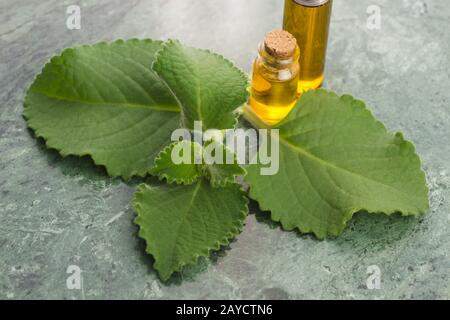 Plectranthus amboinikus mit Öl. Mexikanische Minze oder Tiger-Ohrenpflanze Stockfoto