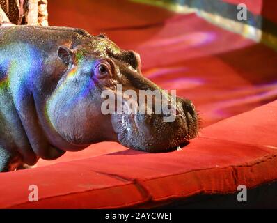 Orenburg, Russland - 12. Oktober 2019: Trainer und Hippopotamus in der Zirkusarena Stockfoto