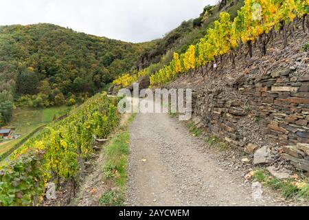 Wandern auf dem Rotweinpfad im Ahr-Tal im Regen Stockfoto