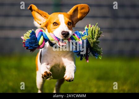 Beagle Hund springen und laufen wie verrückt mit einem Spielzeug in einem Outdoor auf die Kamera Stockfoto