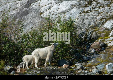 Bergziegen (Oreamnos americanus), die auf Büschen in Tracy Arm, einem Fjord im Südosten Alaskas in der Nähe von Juneau, Tongass National Forest, Alaska, USA, grasen. Stockfoto