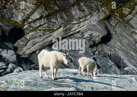 Bergziegen (Oreamnos americanus) auf Granitfelsen in Tracy Arm, einem Fjord im Südosten Alaskas in der Nähe von Juneau, Tongass National Forest, Alaska, USA. Stockfoto