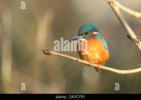 Ein wunderschöner Jagdkingfisher, Alcedo atthis, der auf einem Zweig eines Horse Chestnut Baumes, der über einem Fluss wächst, steht. Es hat ins Wasser getaucht Stockfoto