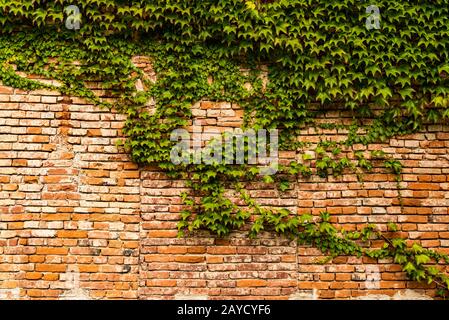 Efeu Pflanze cocering Red brick wall Textur. Stockfoto