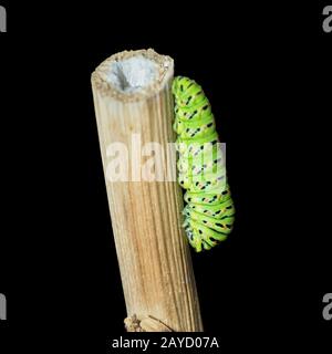 Makro eines fünften instar Schwalbenschwanzes Papilio machaon Schmetterling Raupe Auf einem toten Blütenstamm gerade erst beginnen, sich in zu verwandeln Eine Puppe oder Chrysalis Stockfoto