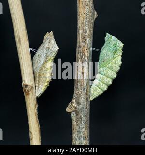 Detailliertes Makro eines teilgebildeten Chrysalis neben einem abgeschlossenen Chrysalis, der auf toten Stöcken auf schwarzem Grund hängt Stockfoto