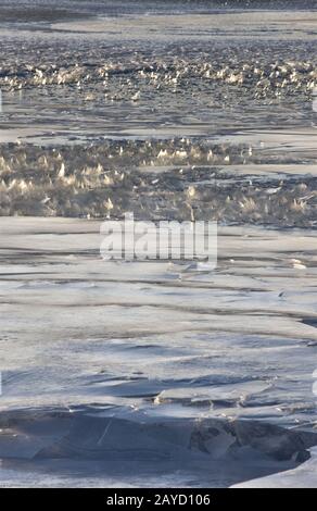 Eiskristalle bilden sich am See Stockfoto