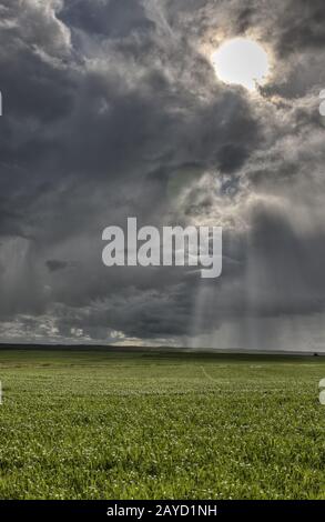 Neu Angepflanzte Fruchtart Stockfoto