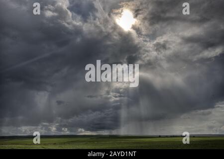 Neu Angepflanzte Fruchtart Stockfoto