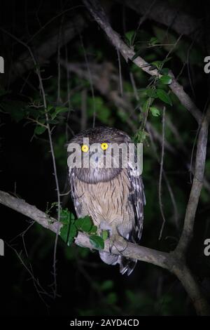 Dusky Eagle Owl- Bubo Coromandus, Panna National Park, Indien Stockfoto