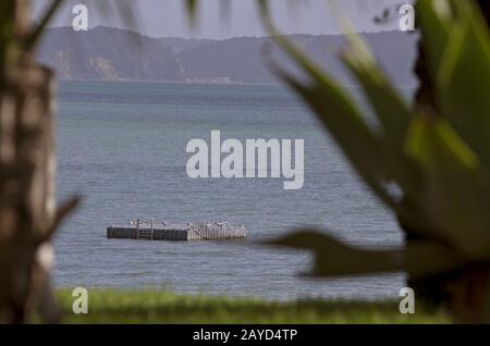 Stanmore Bay Neuseeland Stockfoto