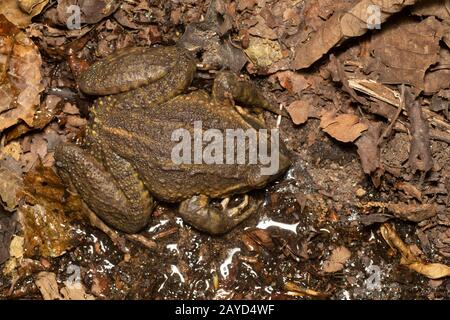 Sikkim Paa Frog, Nanorana Liebigii, Sikkim, Indien Stockfoto