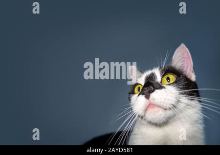Aufmerksame Katze mit scharfen gelben, glowng-Augen auf blauem TeelHintergrund Stockfoto