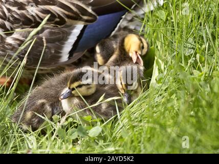 Mutter Ente und Babys Stockfoto