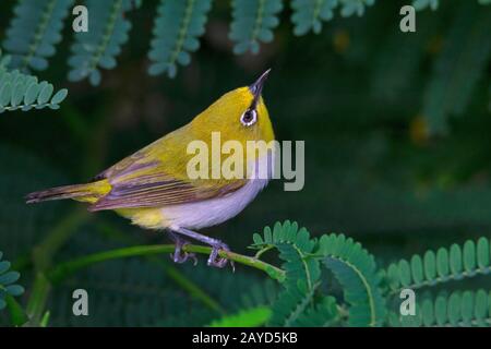 Orientalisch weißes Auge, Zosterops palpebrosus Stockfoto