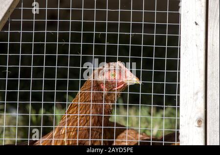 Käfighühner ländlicher Hof Stockfoto