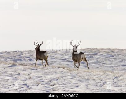 Deer Buck im Winter Stockfoto