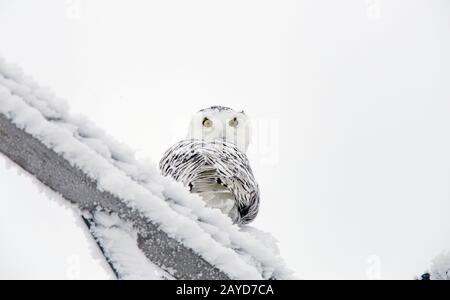 Winter Frost Snowy Eule Stockfoto