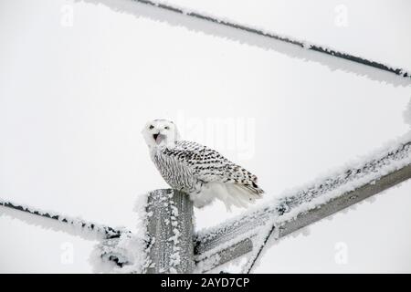 Winter Frost Snowy Eule Stockfoto