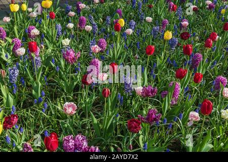 Blumenbeet mit verschiedenen Blumen Stockfoto