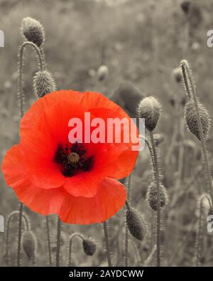 Nahaufnahme einer leuchtend roten gemeinen Mohnblume auf einem alten Sepia-Hintergrund - Kriegsgedenkkonzept Stockfoto