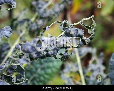 Nahaufnahme der späten Herbstkale, die mit Löchern wächst, die durch Gartenschädlinge verursacht werden, die die Blätter essen Stockfoto