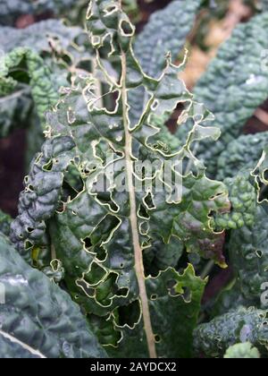 Nahaufnahme der späten Herbstkale, die mit Löchern wächst, die durch Gartenschädlinge verursacht werden, die die Blätter essen Stockfoto