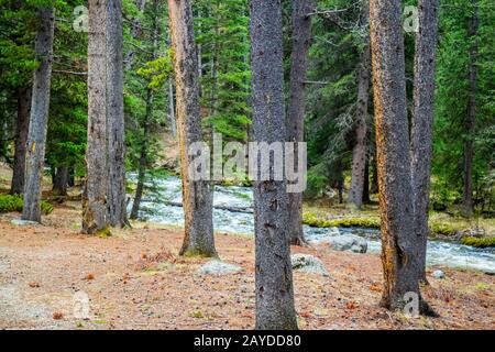 Ein schmaler Strom von Wasser in Buffalo, Wyoming Stockfoto