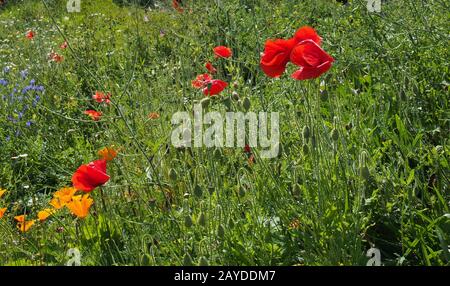 Rote und gelbe Mohnblumen mit Anwachsen mit anderen Wildblumen auf einer Sommerwiese Stockfoto