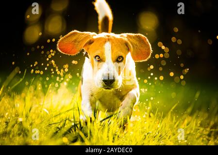 Hund, reiner Rassebeagle, der wie verrückt durch den morgendlichen Tau im herbstlichen Sonnenlicht springt. Schnelle Action-Aufnahmen in Canine, Lauf zu Stockfoto