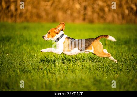 Hund, reiner Rassebeagle, der wie verrückt durch den morgendlichen Tau im herbstlichen Sonnenlicht springt. Schnelle Action-Aufnahmen in Canine, Lauf zu Stockfoto