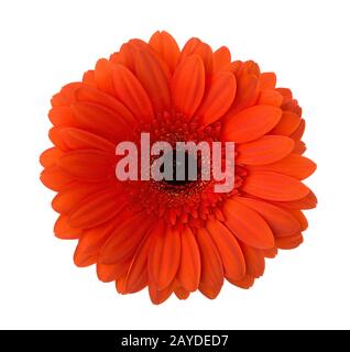 Gerbera Blume von rot-oranger Farbe isoliert auf weißem Hintergrund. Stockfoto