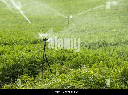 Bewässerung Plantage mit Karotten. Bewässerungssprinkler in großen Karotten. Stockfoto