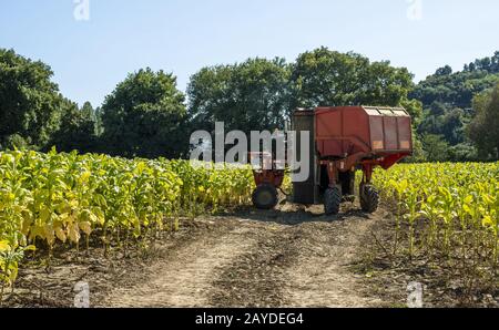 Ernte von Tabakblättern mit Feldhäckslerschlepper Stockfoto