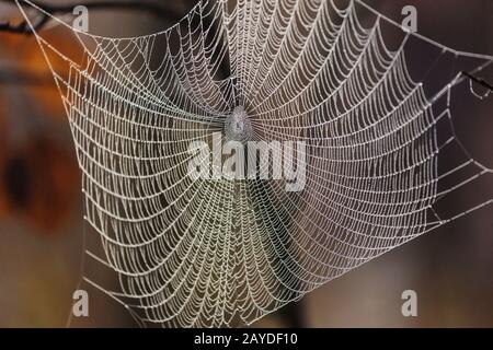 Spinnennetz Stockfoto