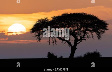 Afrikanischer Sonnenuntergang über Akazienbaum Stockfoto