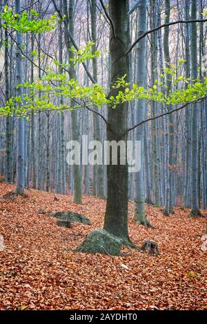 Tiefwald in Herbstfarben Stockfoto