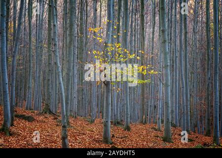 Tiefwald in Herbstfarben Stockfoto