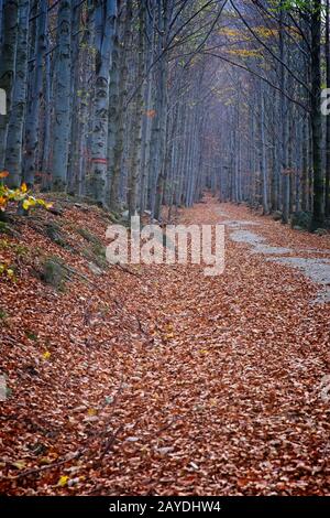 Tiefwald in Herbstfarben Stockfoto