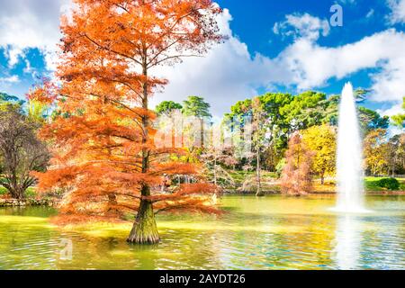 Brunnen unter alten Kahlbäumen im Teich des Madrider Parks Stockfoto