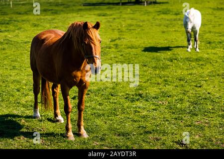 Zwei Pferde auf grüner Wiese im Sommer, Grasland, Irland Stockfoto