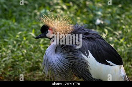 Wunderschöner Vogel, grau Bekrönter Kranich mit blauem Auge und roter Wattle Stockfoto