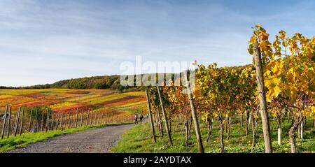 Indischer Sommer auf dem Rotweinpfad im Ahr-Tal Stockfoto
