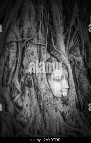 Buddha-Kopf in Baumwurzeln, Wat Mahathat, Ayutthaya, Thailand Stockfoto